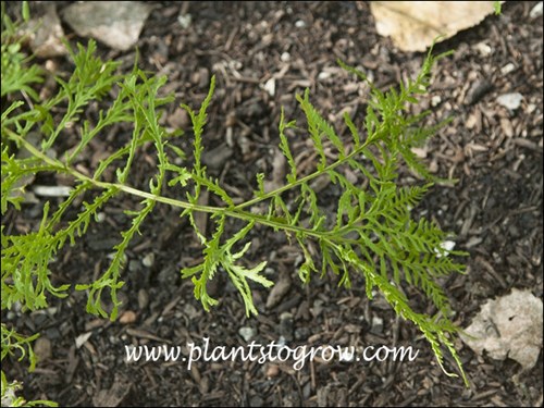 The frond is divided into narrow pinnea.